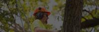 Tree Removal Melbourne - PCTrees Services image 1